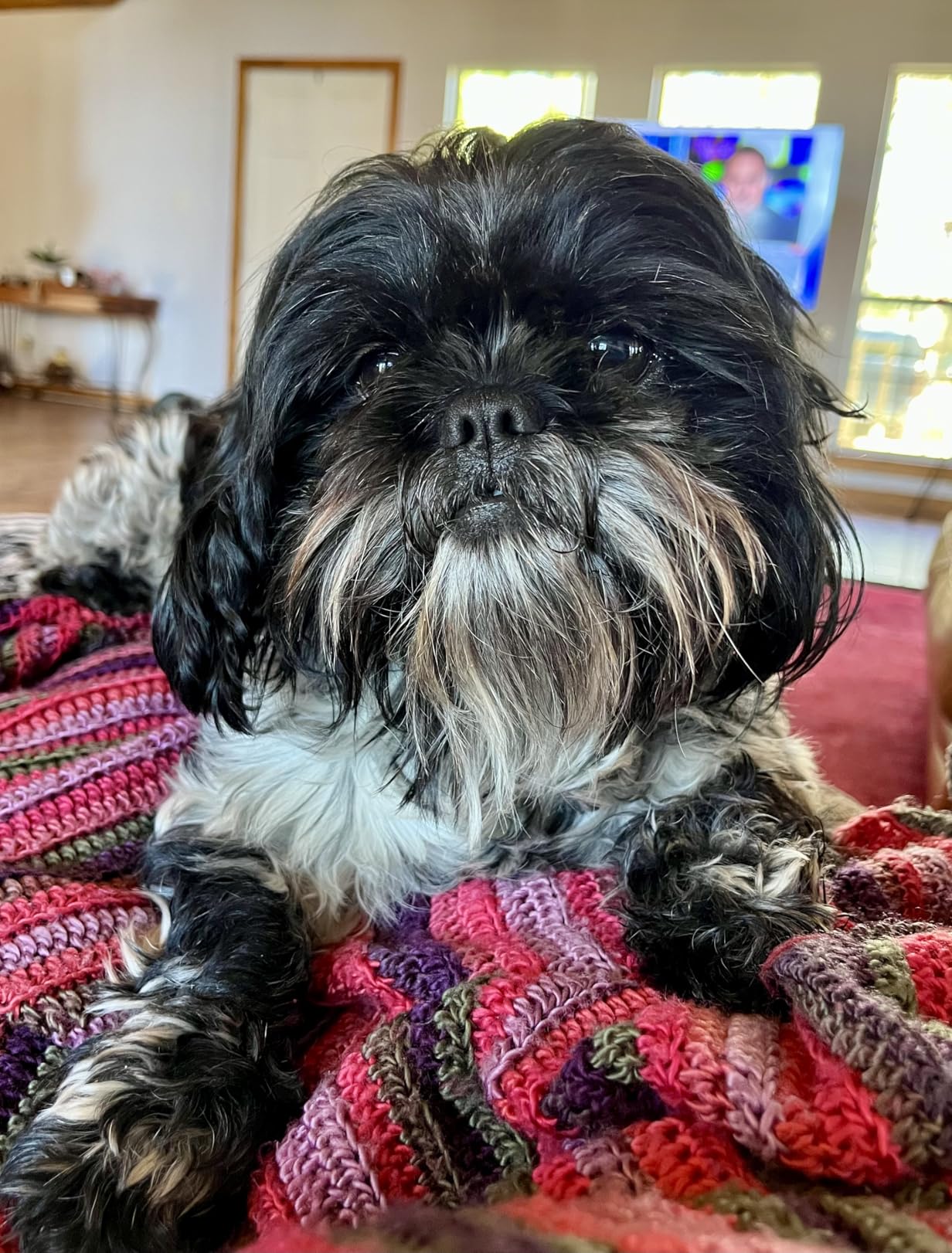 NEWBULIG 5-in-1 Pet Grooming Vacuum Kit, 2.5L Dust Cup, 3 Suction Modes and 5 Groomer Tools, Dog Clippers with Cordless Low Noise for Cats, Dogs Other Animals Hair Trimmer customer photo 1