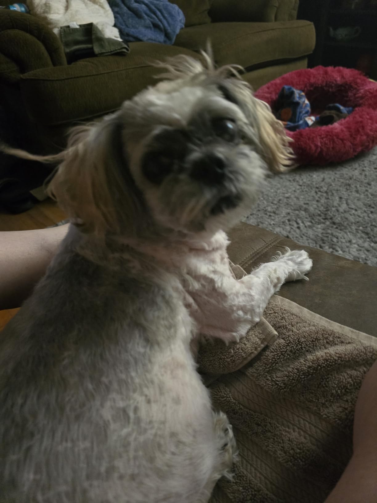 Dog Grooming Vacuum, Dog Grooming Kit with Pet Clipper Nail Grinder, 6 Pet Grooming Tools (Auburn) customer photo 1