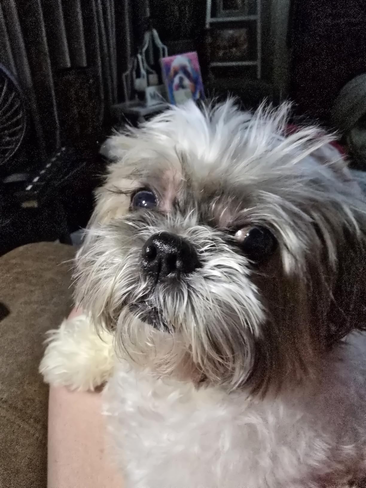 Dog Grooming Vacuum, Dog Grooming Kit with Pet Clipper Nail Grinder, 6 Pet Grooming Tools (Auburn) customer photo 2