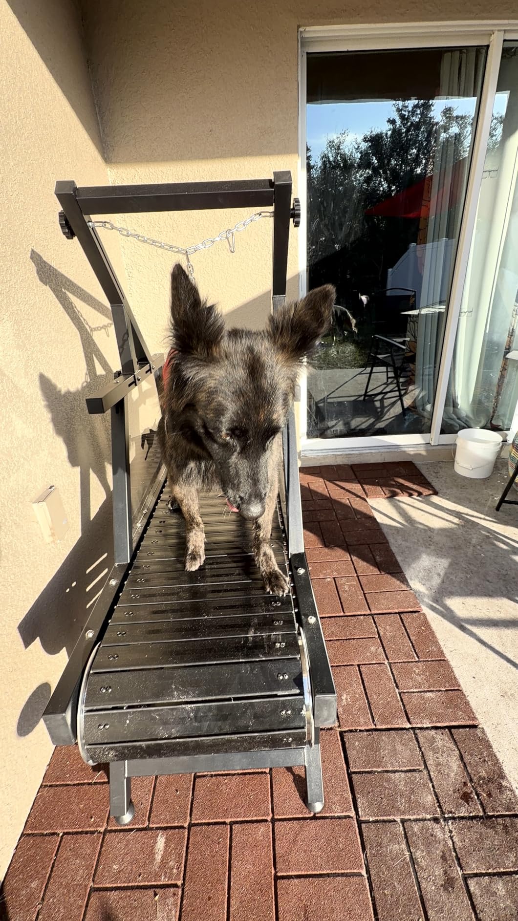 Dog Treadmill, HotFeed Dog Slat Mill for Medium Dogs, Doggy Treadmill with Brake & Plastic Track, Dog Pacer Treadmill, Up to 250LBS customer photo 1