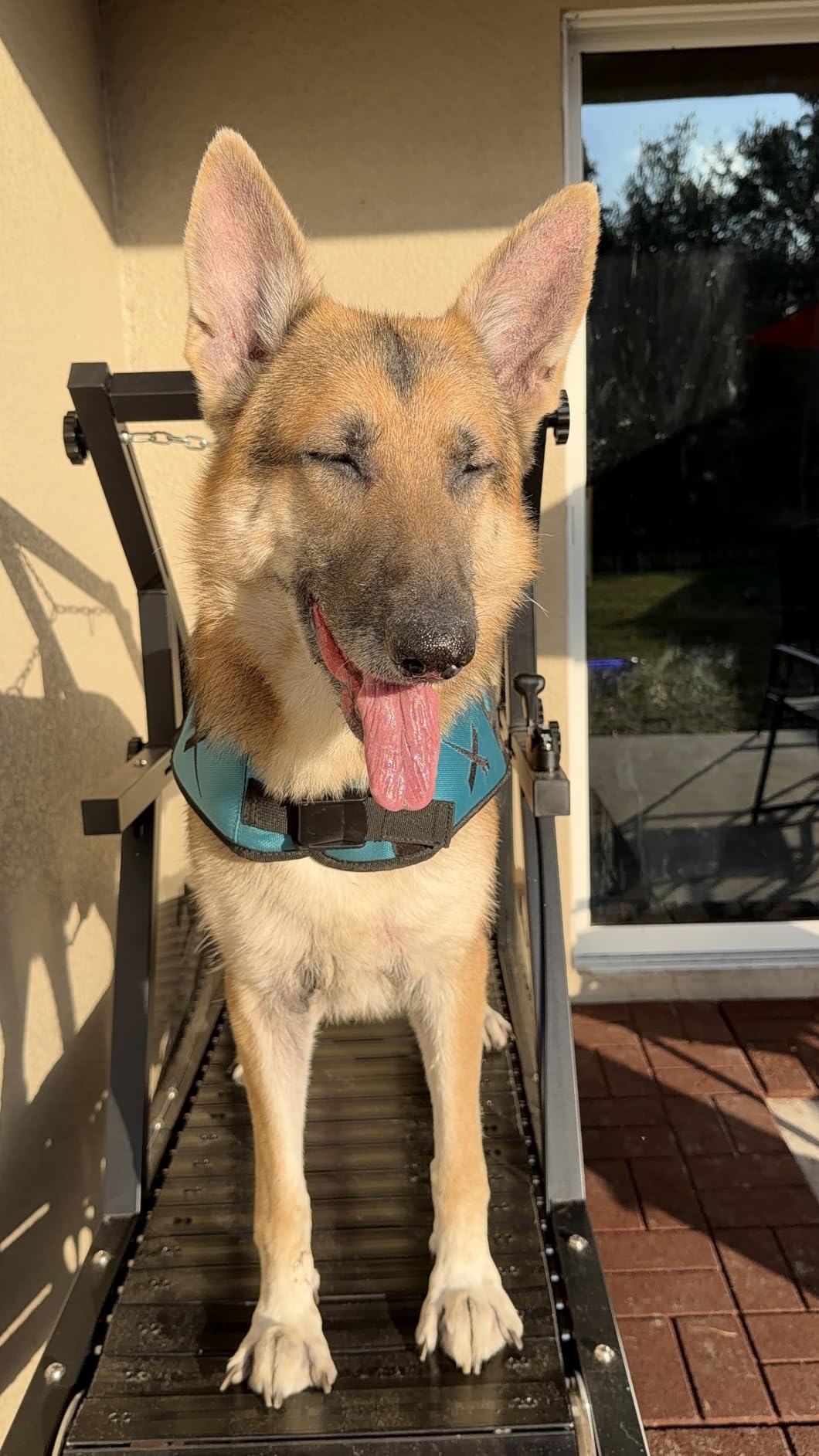 Dog Treadmill, HotFeed Dog Slat Mill for Medium Dogs, Doggy Treadmill with Brake & Plastic Track, Dog Pacer Treadmill, Up to 250LBS customer photo 2