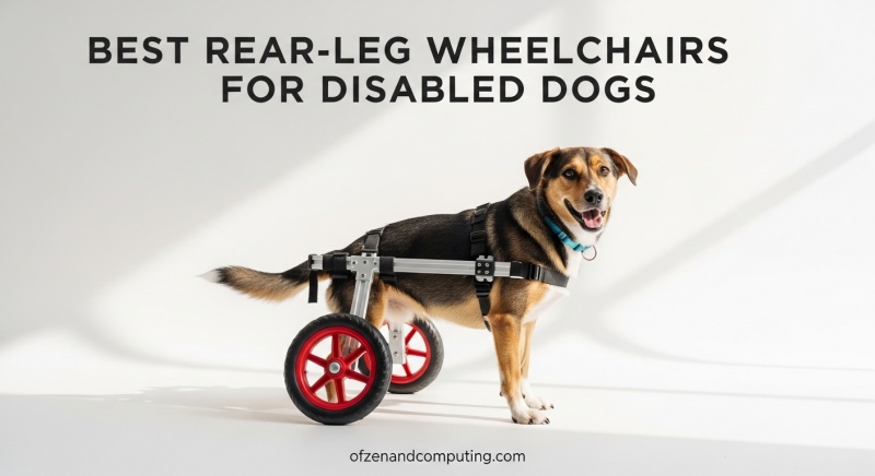 Best Rear-Leg Wheelchairs for Disabled Dogs