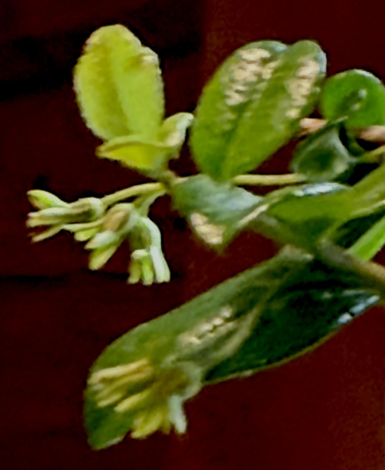 Brussel's Bonsai Live Fukien Tea Bonsai Tree - Small, 6 Year, 6 to 8 inches Tall - Indoor Bonsai Tree Live with Ceramic Bonsai Pot customer photo 1