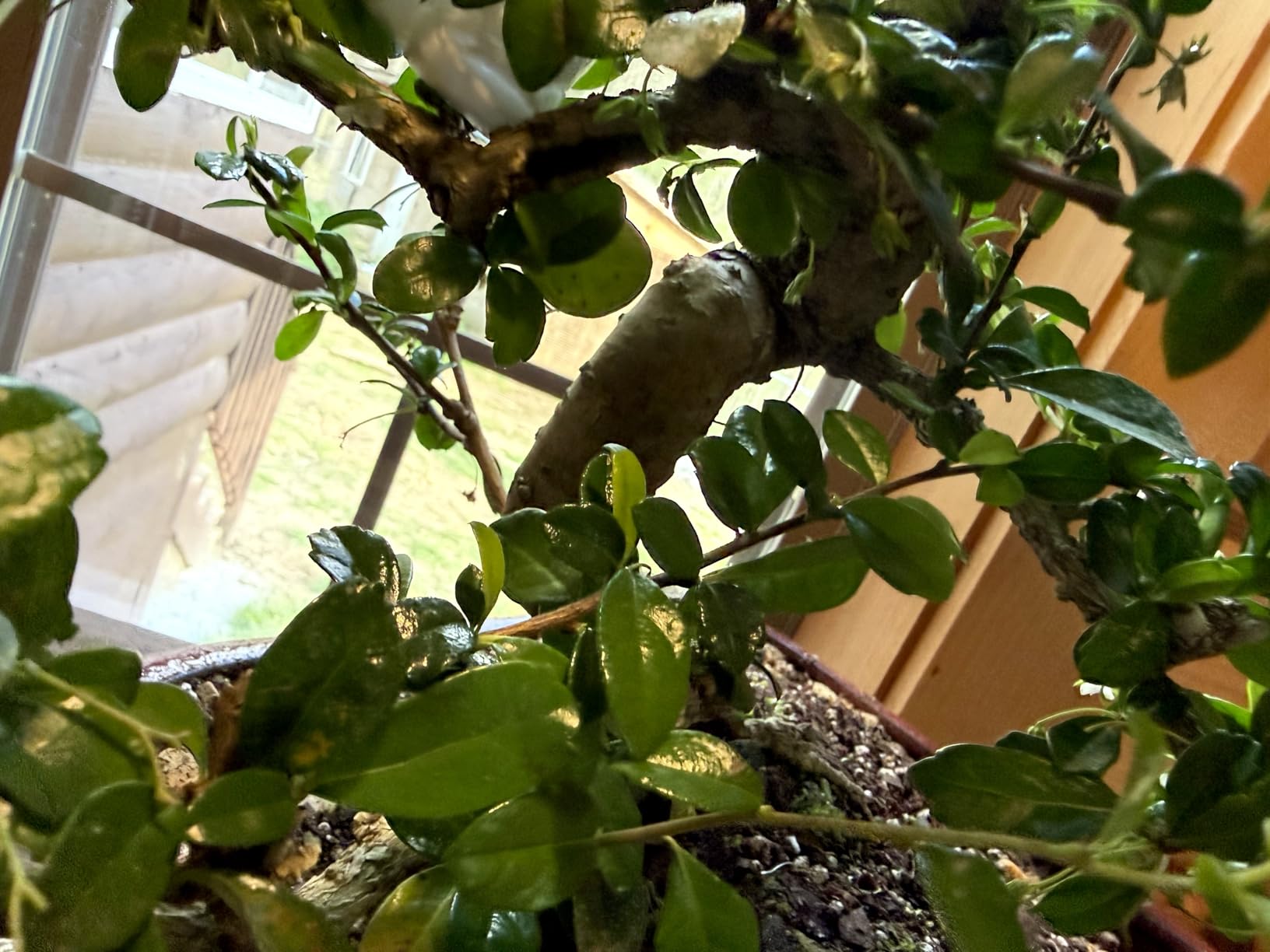 Brussel's Bonsai Live Fukien Tea Bonsai Tree - Small, 6 Year, 6 to 8 inches Tall - Indoor Bonsai Tree Live with Ceramic Bonsai Pot customer photo 2