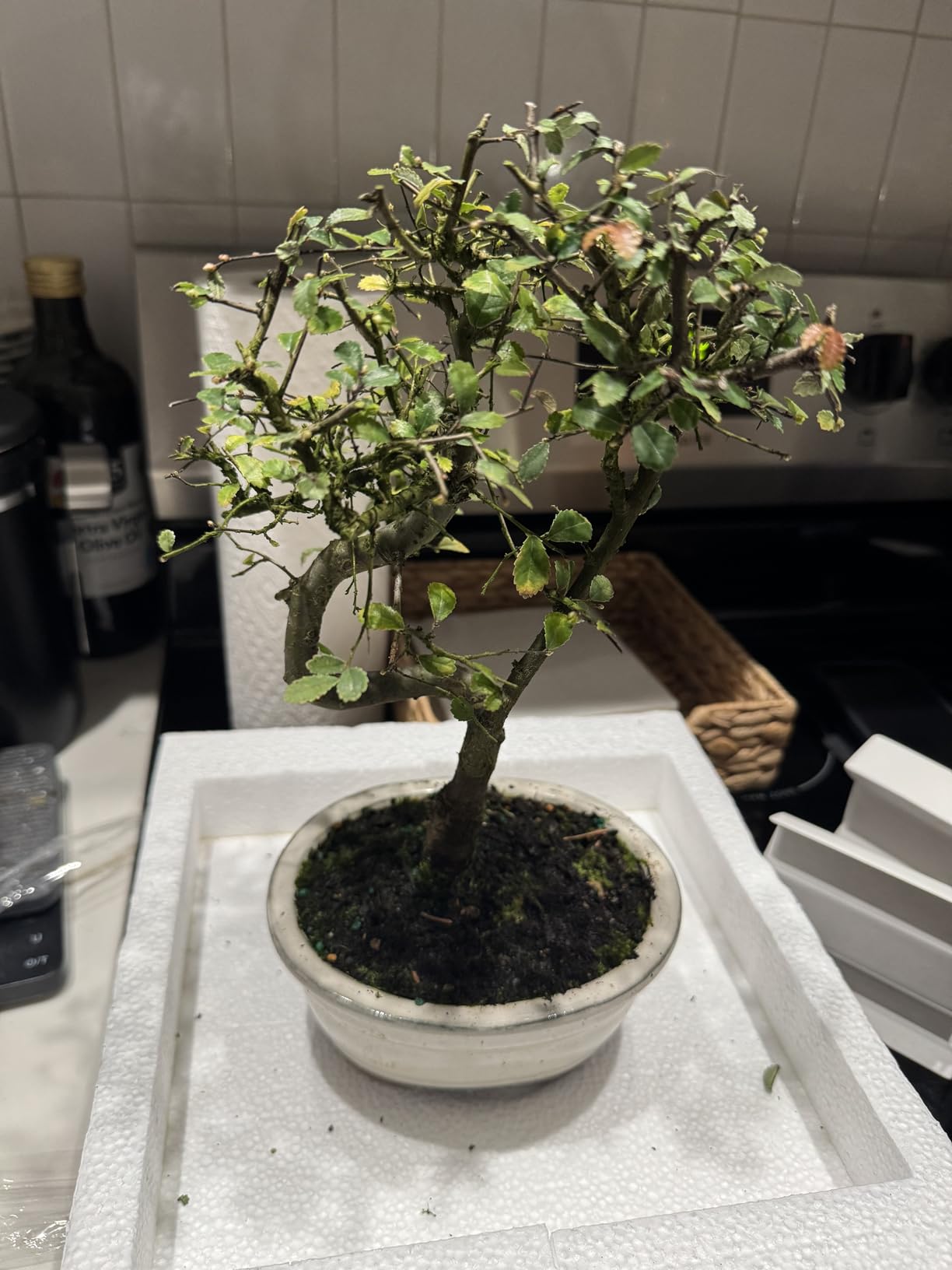 Brussel's Bonsai Live Chinese Elm Bonsai Tree, Outdoor - Medium, 7 Years Old, 8 to 10 inches Tall - Includes Decorative Ceramic Bonsai Pot customer photo 1