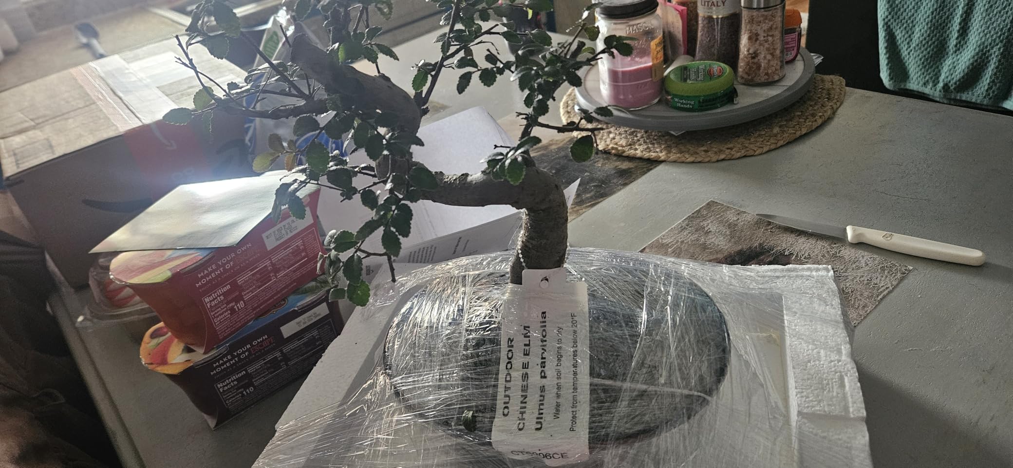 Brussel's Bonsai Live Chinese Elm Bonsai Tree, Outdoor - Medium, 7 Years Old, 8 to 10 inches Tall - Includes Decorative Ceramic Bonsai Pot customer photo 2