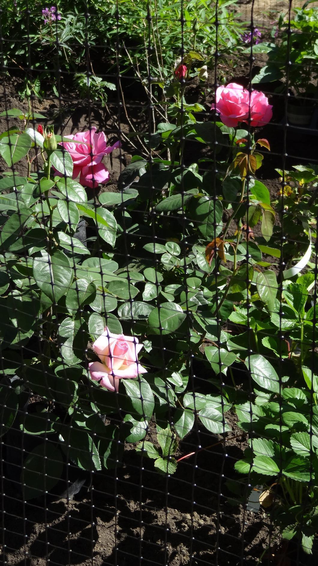 Jobes Jobe's LG400171 Deer Barrier Fencing, 7 ft x 100 ft, Black customer photo 2