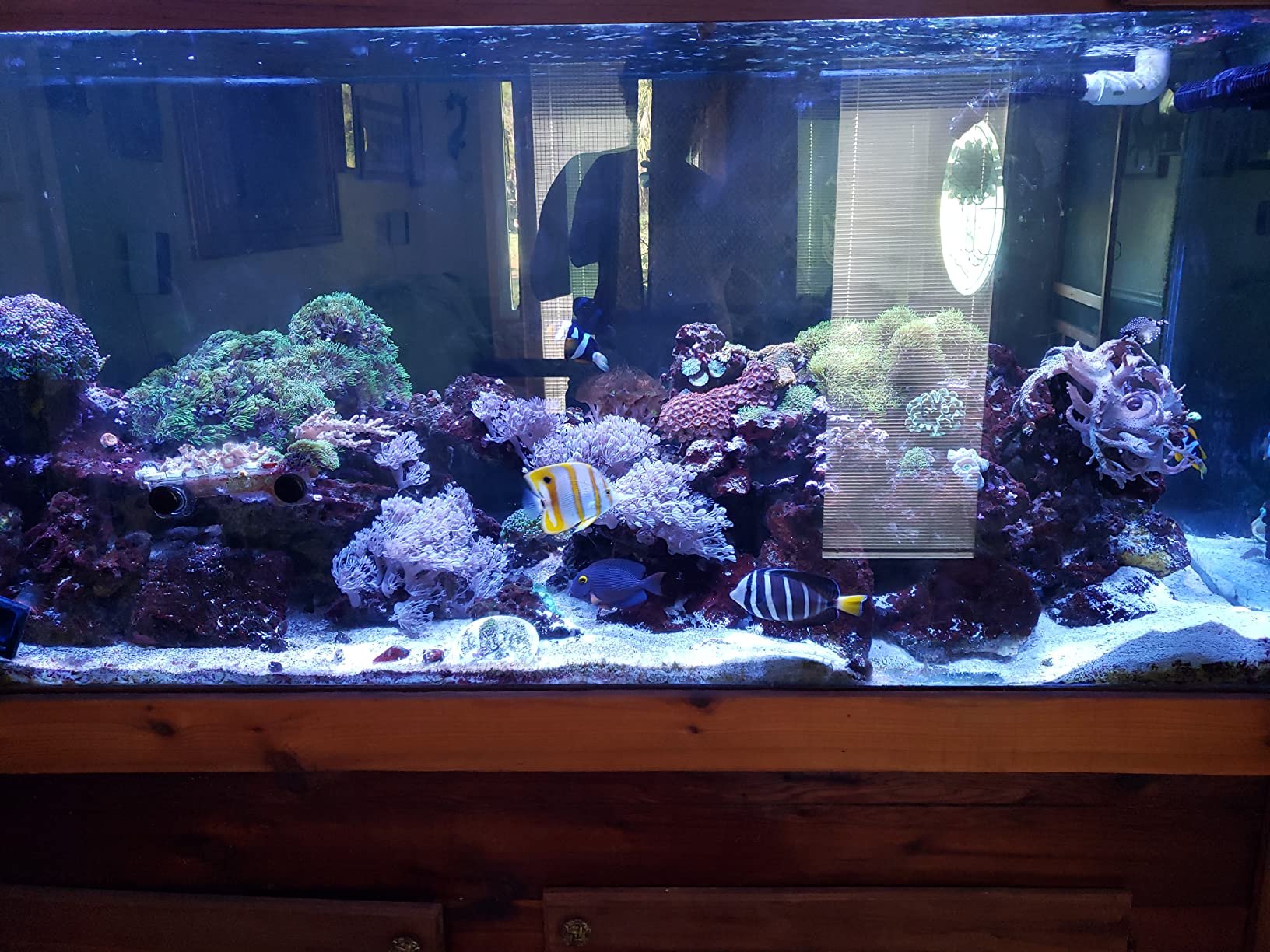 1/2HP Penguin Chillers - Water Chiller customer photo 1