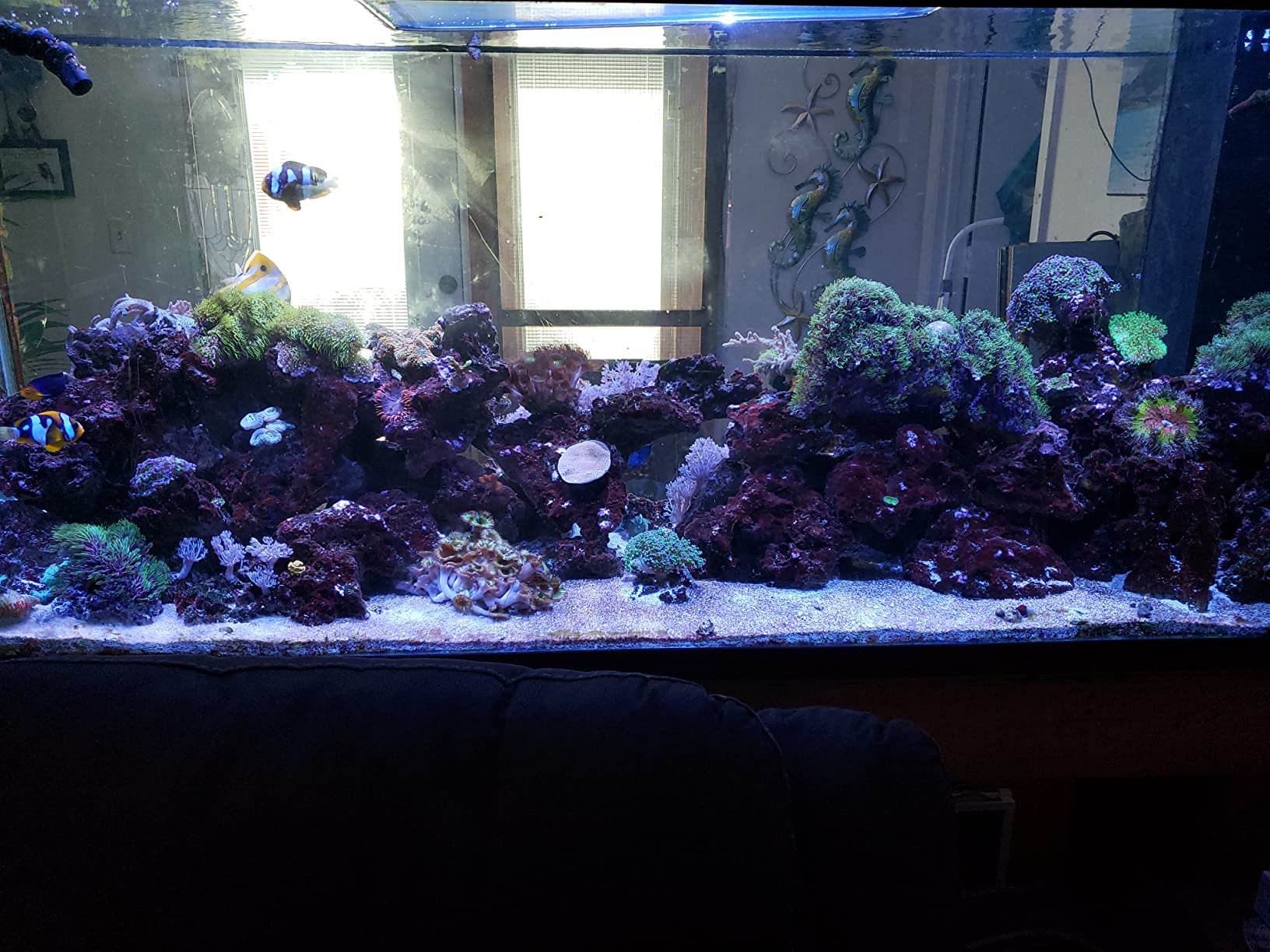 1/2HP Penguin Chillers - Water Chiller customer photo 2