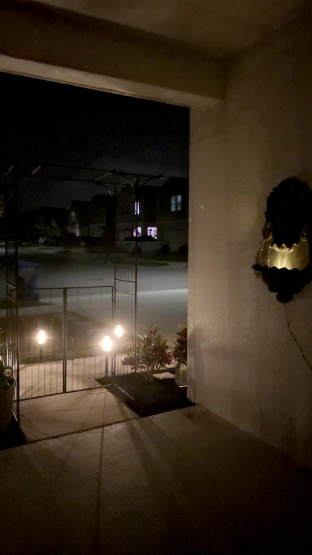 Royal Lion Head 29 1/2