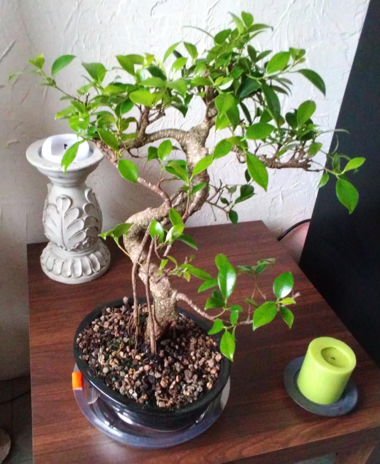 Brussel's Bonsai - Live Golden Gate Ficus Bonsai Tree in Ceramic Bonsai Pot, Indoor Bonsai Plant, 10 Years Old, 16-20 Inches Tall, Easy Care Houseplant for Home or Office (Large, Green) customer photo 1