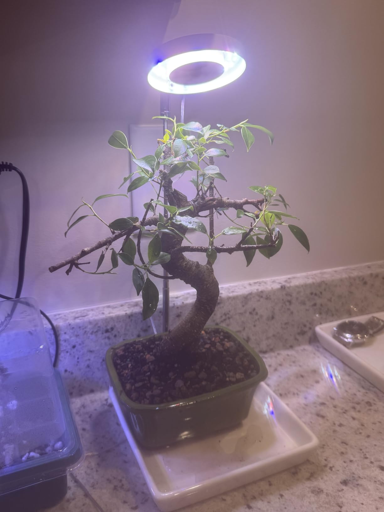 Brussel's Bonsai - Live Golden Gate Ficus Bonsai Tree in Ceramic Bonsai Pot, Indoor Bonsai Plant, 10 Years Old, 16-20 Inches Tall, Easy Care Houseplant for Home or Office (Large, Green) customer photo 2