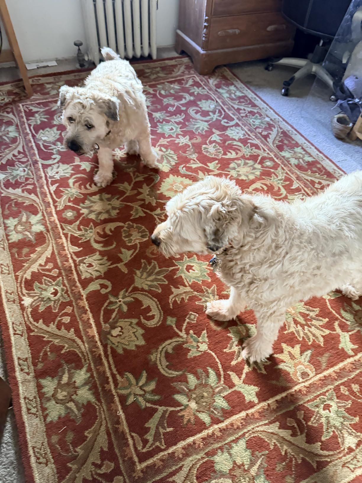 Antiquity Collection 6' x 9' Olive / Gold AT52A Handmade Traditional Oriental Premium Wool Area Rug customer photo 1