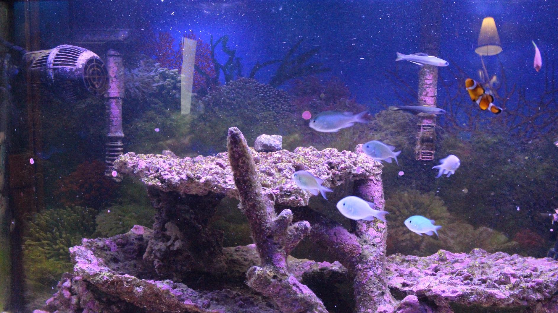 Hydor Koralia Evolution Circulation & Wave Pump , 750-850 GPH, 115 Volts, Black customer photo 3