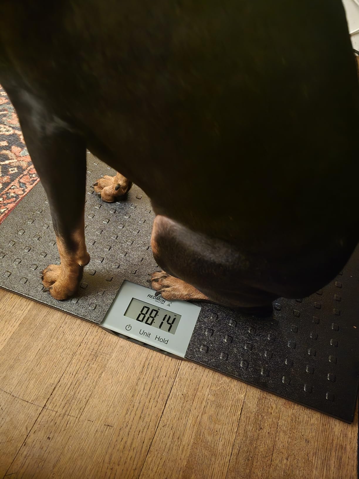 Redmon Digital Dog Scale for Large Pet & Animal with Non-Skid Mat, 225 Lb Capacity, Black - Portable Weighing Scale for Dogs, Puppies, Cats, and Livestock customer photo 1