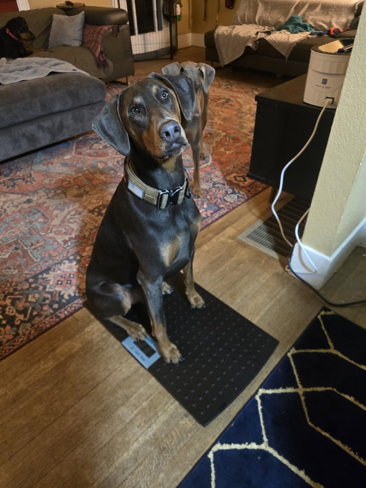 Redmon Digital Dog Scale for Large Pet & Animal with Non-Skid Mat, 225 Lb Capacity, Black - Portable Weighing Scale for Dogs, Puppies, Cats, and Livestock customer photo 2