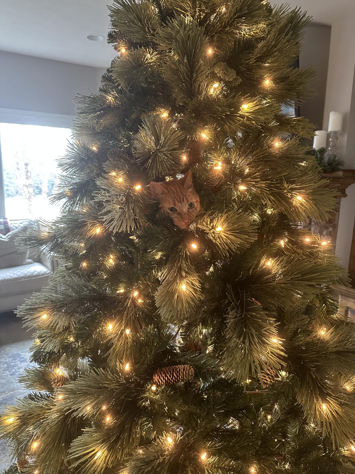 National Tree Company 9 ft Pre-Lit Carolina Pine Full Artificial Christmas Tree, 900 Clear Lights, 2,347 Tips, Includes Stand, Green customer photo 1