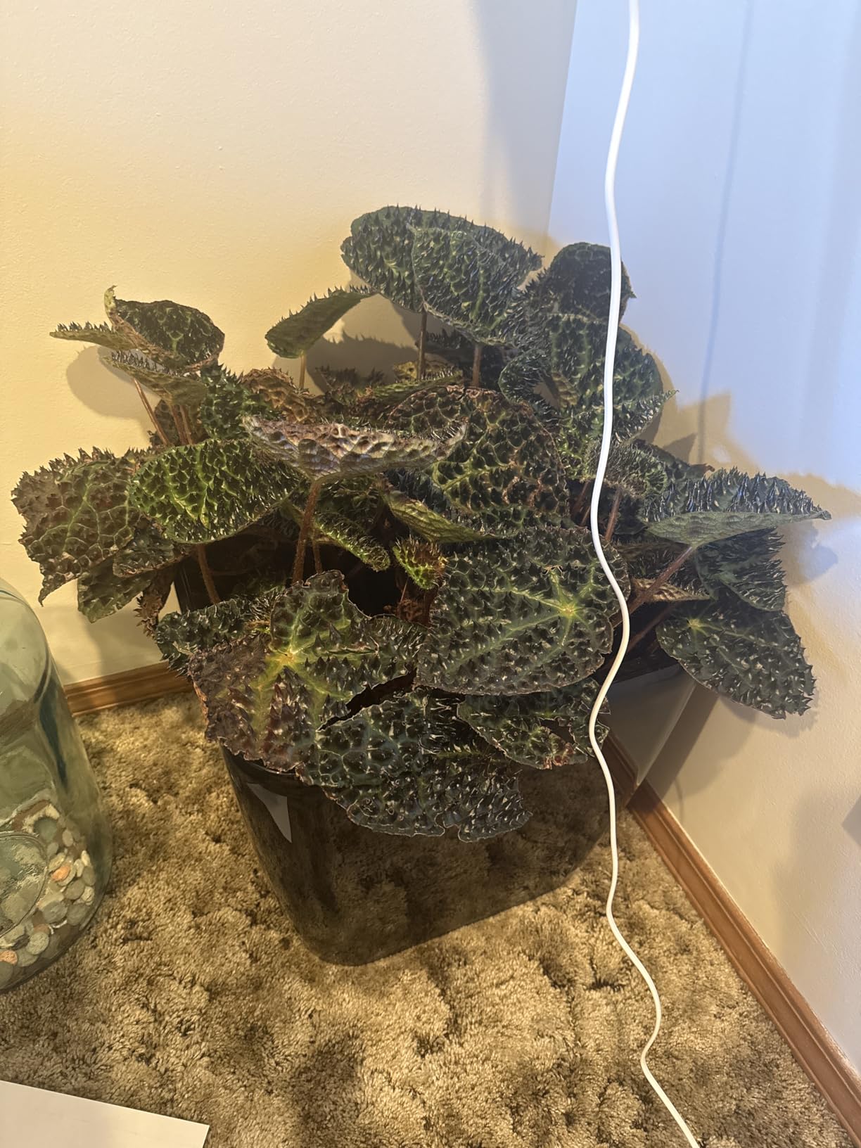 Lechuza Quadro LS 35 Cream White High Gloss, Self-Watering Square Planter customer photo 1