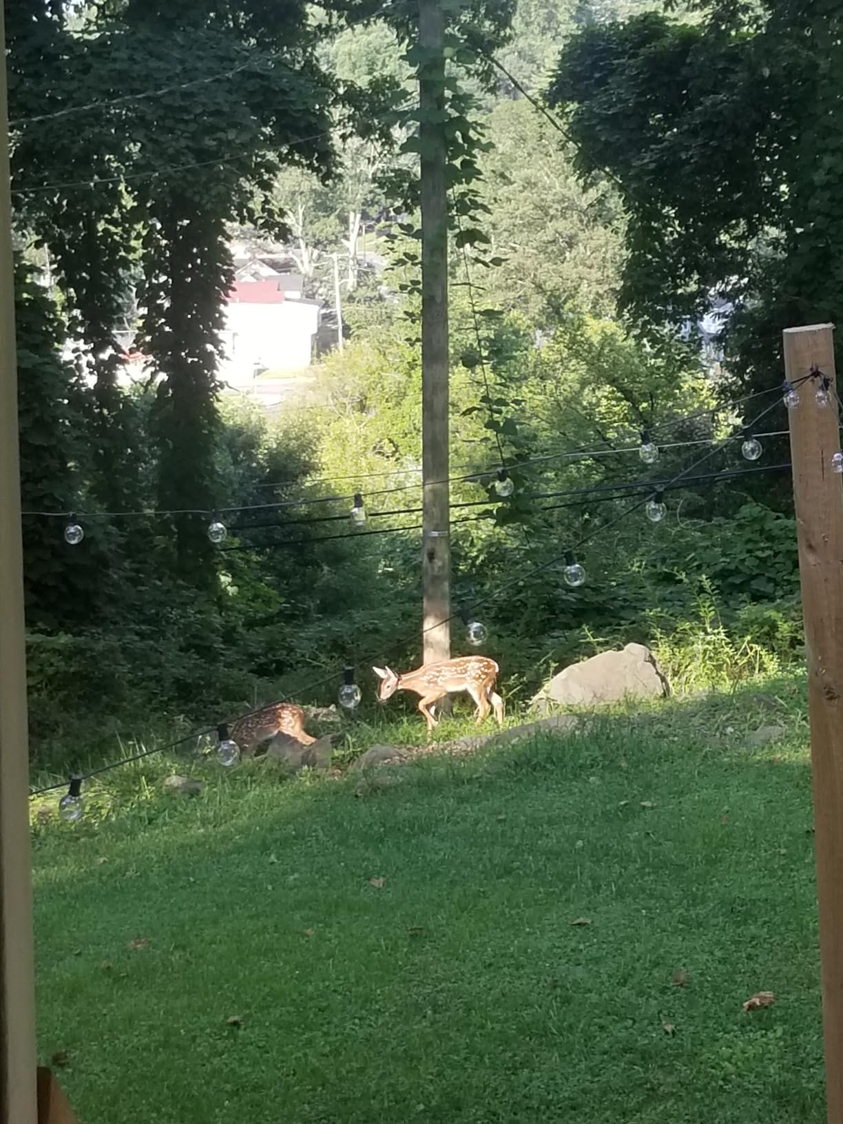 Tenax 084060 2A130002 Deer Fence Kit, 7' x 100' customer photo 2