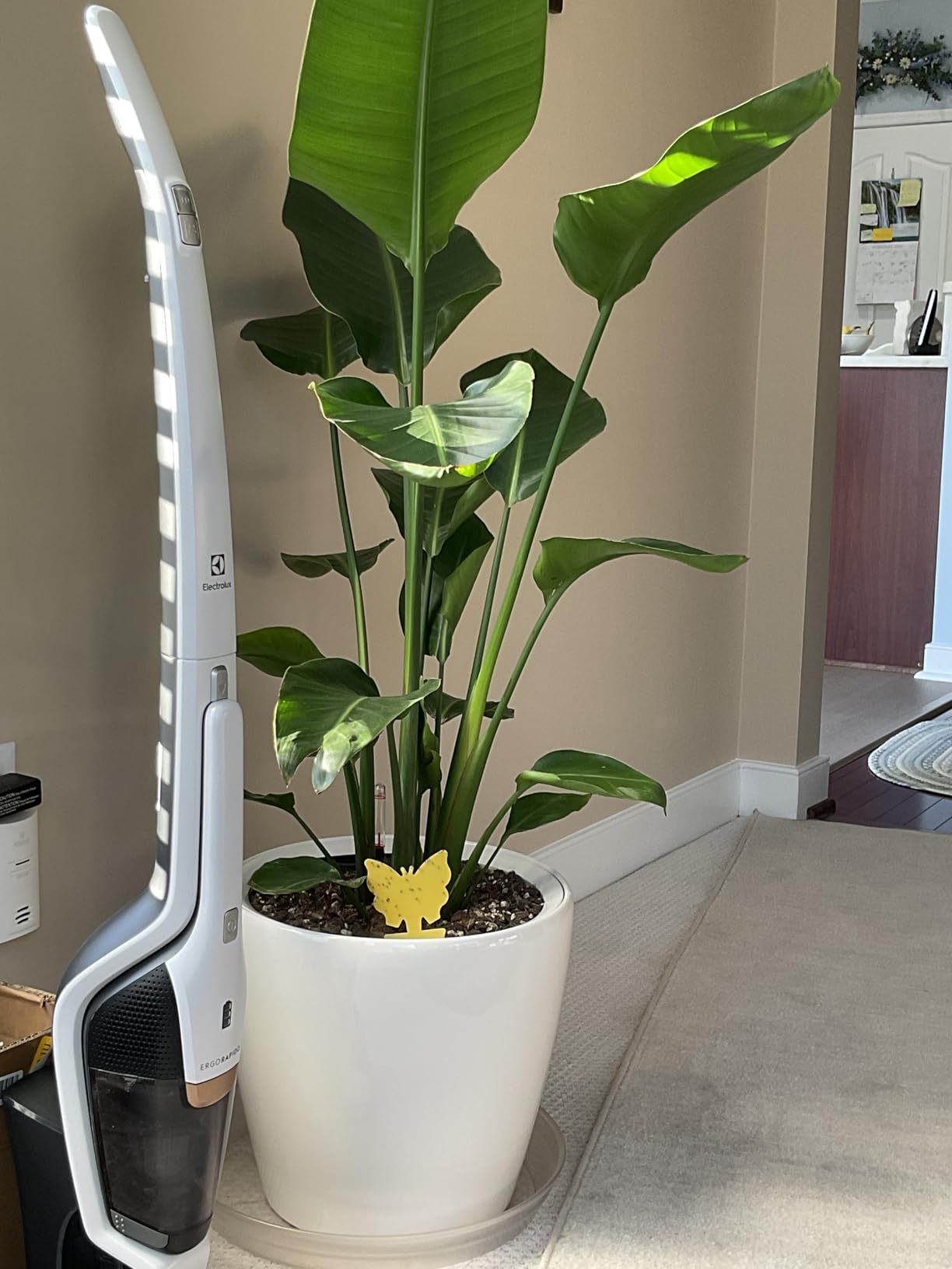 Lechuza Classico 21 LS Self-Watering Round Planter - White High-Gloss customer photo 2