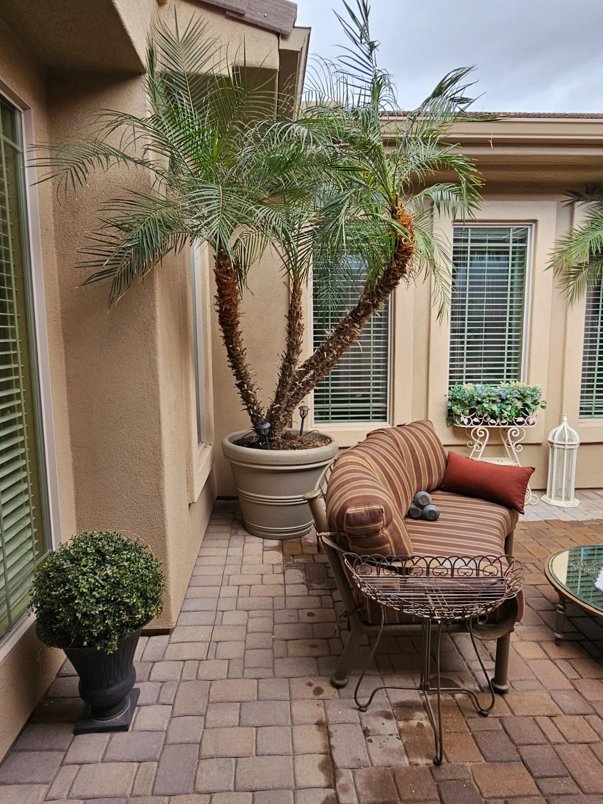 Tusco Products RR245TC Rolled Rim Garden Pot, 24.5-Inch, Terra Cotta Color. customer photo 1