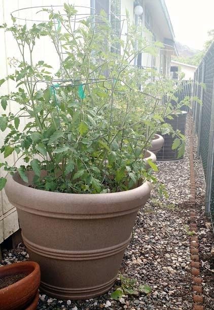 Tusco Products RR245TC Rolled Rim Garden Pot, 24.5-Inch, Terra Cotta Color. customer photo 2