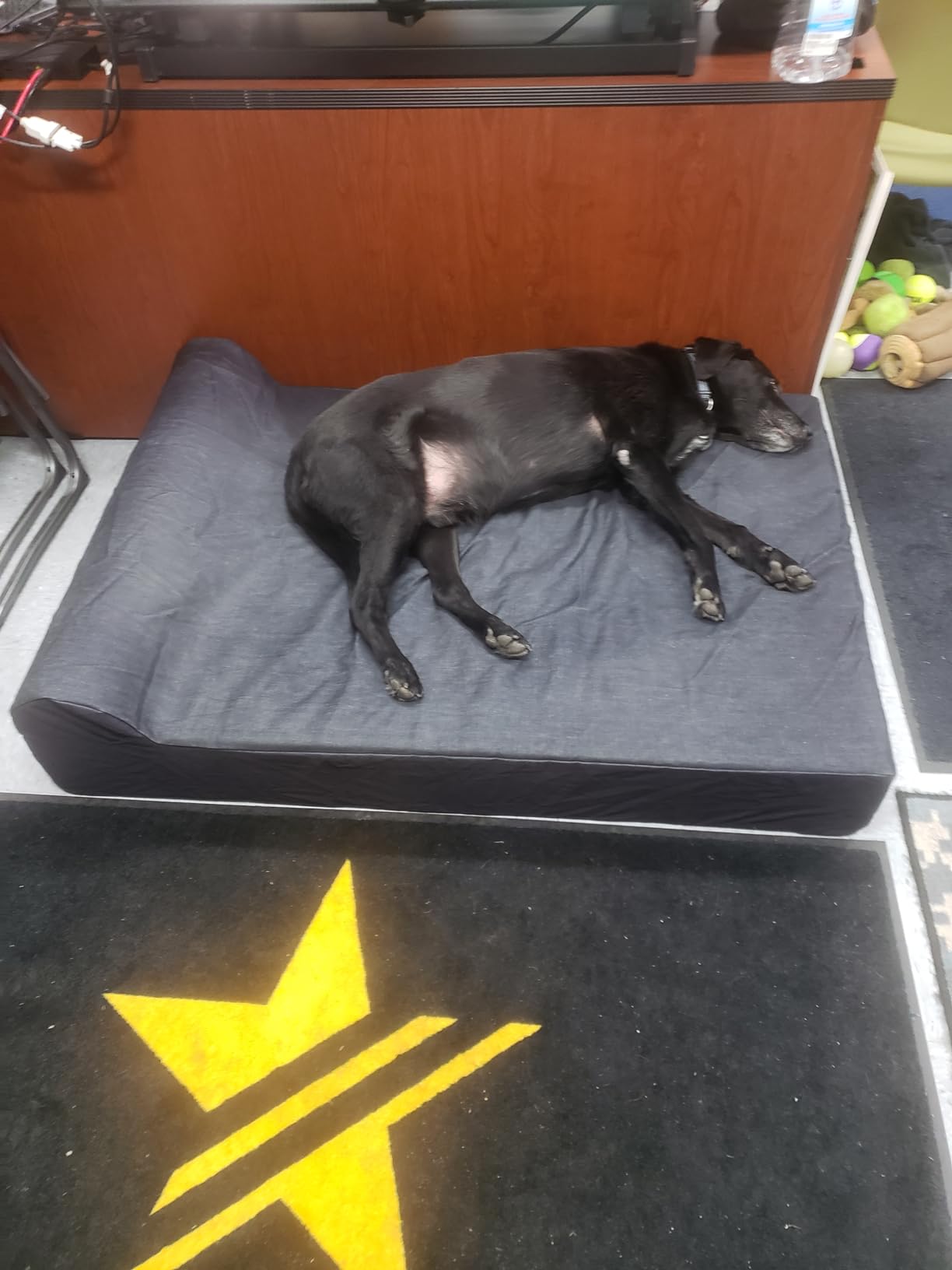 XXXL-Large Luxury 7 inch Gel Memory Foam Orthopedic Dog Bed with Bolster | 100% USA Made with Certi-Pur Non-Toxic Foams | Engineered for Large Breed Dogs Provide Support & Comfort customer photo 1