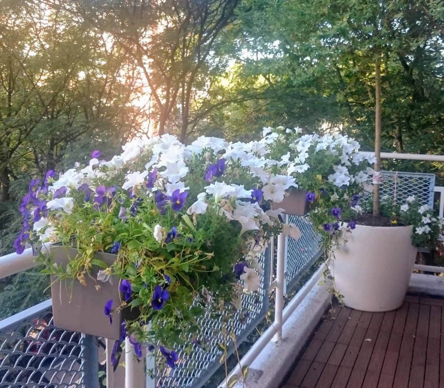 Lechuza 15680 Balconera Color 80 Self-Watering Planter for Indoor and Outdoor Use, 31