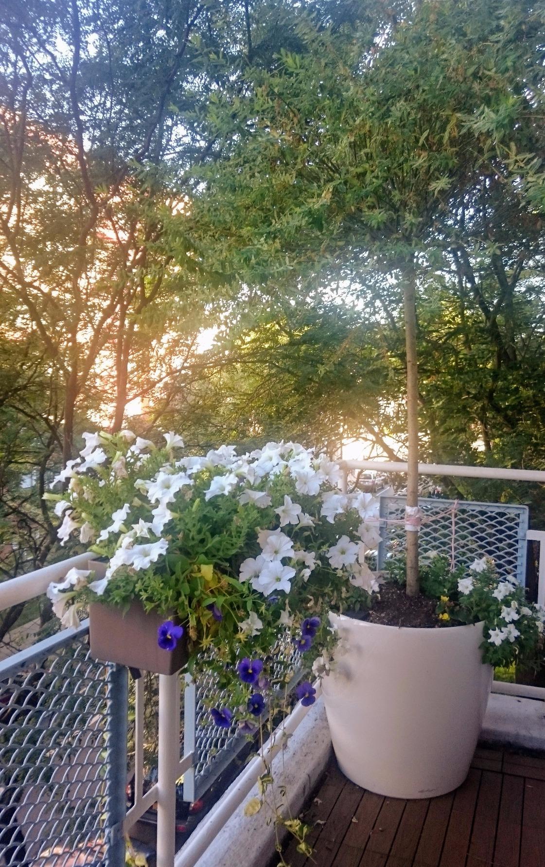 Lechuza 15680 Balconera Color 80 Self-Watering Planter for Indoor and Outdoor Use, 31