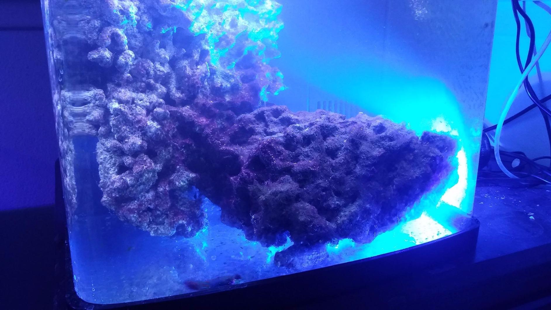 A160WE Controllable LED Aquarium Light, Tuna Blue customer photo 2