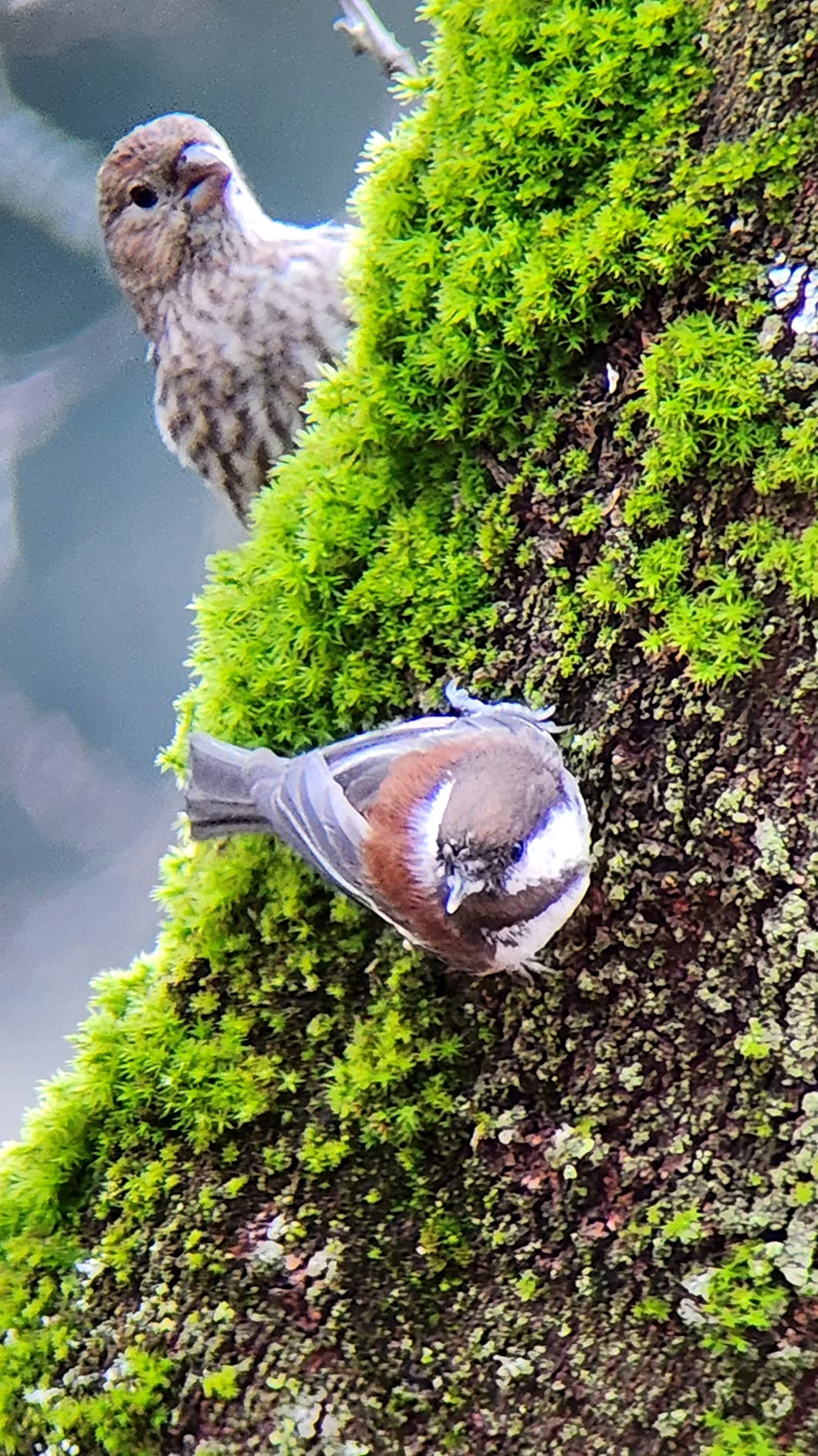 Celestron TrailSeeker 80 Spotting Scope customer photo 1