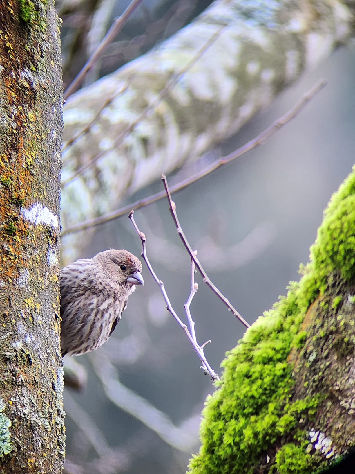 Celestron TrailSeeker 80 Spotting Scope customer photo 2