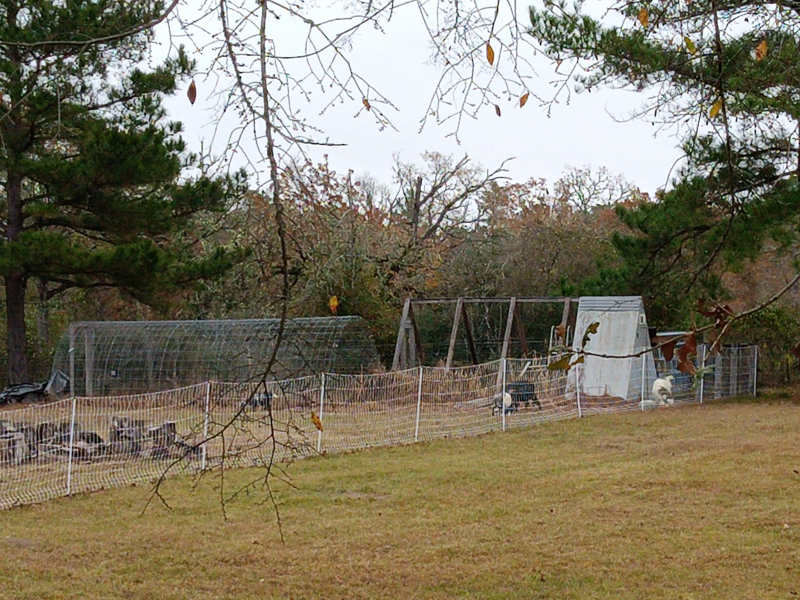 Premier 1 PoultryNet | Electric Fence for Backyard Chickens, Ducks, Turkeys with Step-in Posts customer photo 2