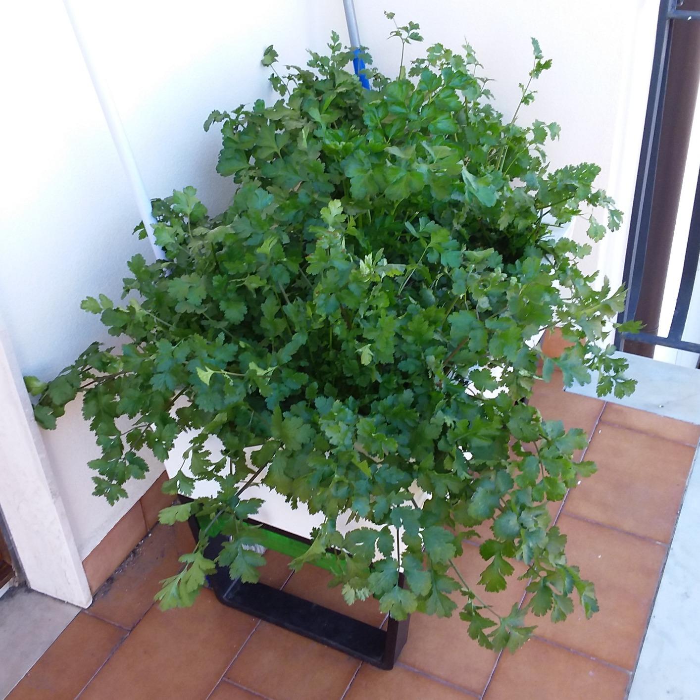 Glowpear Self Watering Planter Box - 29.5