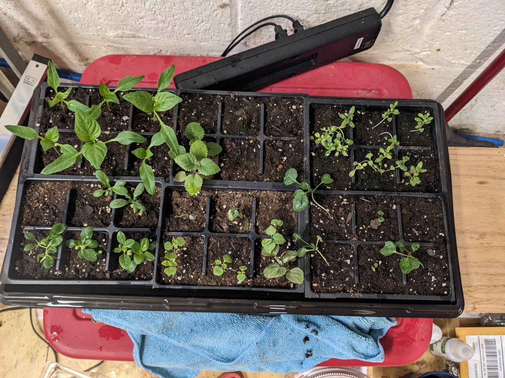 Super Sprouter Premium Heated Propagation Kit for Starting Seeds or Cuttings, Includes Heat Mat, Tray, Grow Light, and More customer photo 1