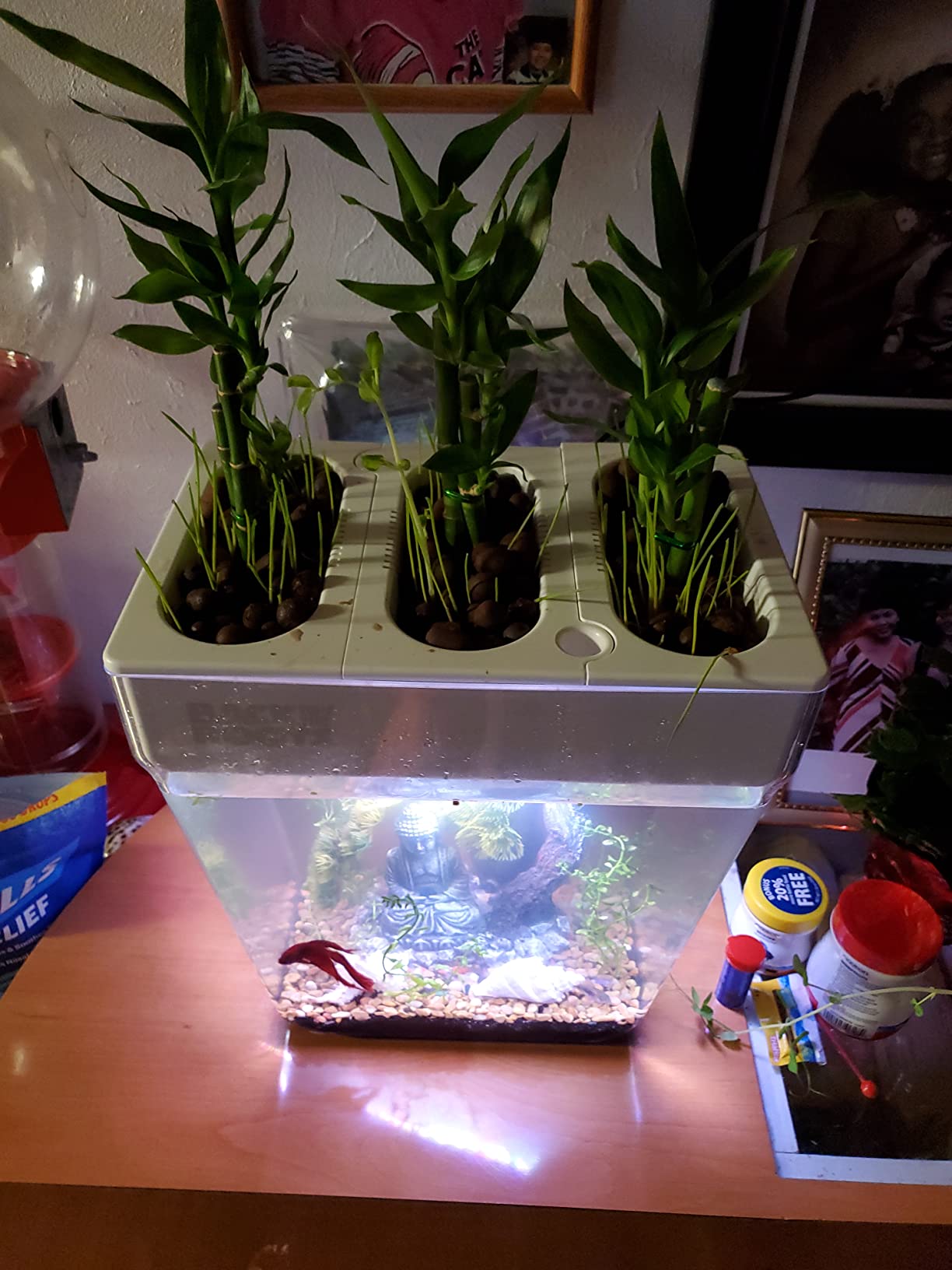 Back to the Roots Indoor Aquaponic Garden - 3 Gallon Self Watering, Mess-Free Planter and Self-Cleaning Fishtank for Herbs, Microgreens, Bamboo, Succulents, and Houseplants customer photo 2