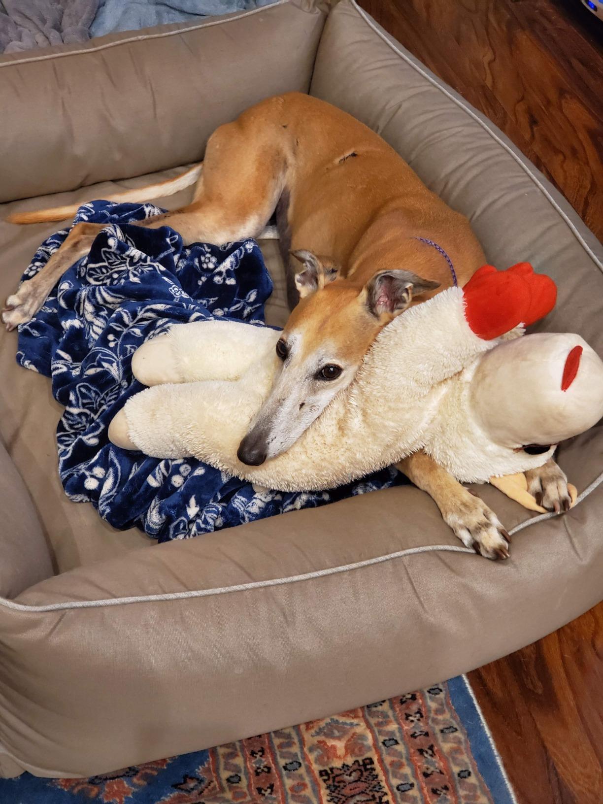 Bowsers Urban Lounger Dog Bed, X-Large, Dune customer photo 1