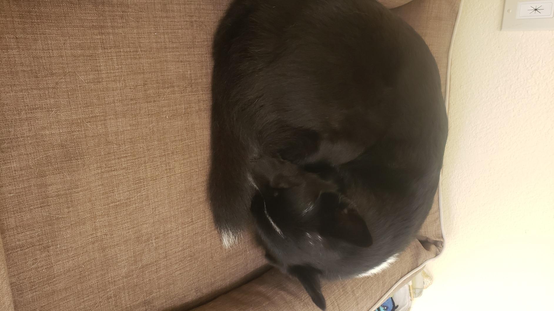 Bowsers Urban Lounger Dog Bed, X-Large, Dune customer photo 2