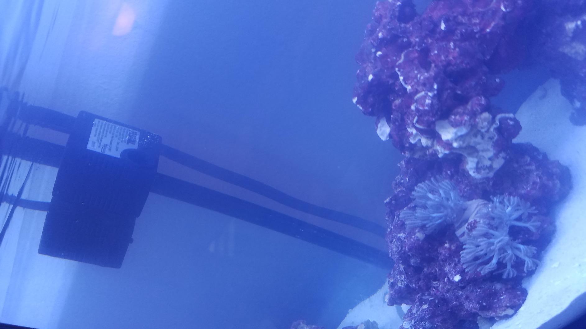 Fluval Sea Evo V Saltwater Fish Tank Aquarium Kit, Black, 5 gal, 10528A1 customer photo 2