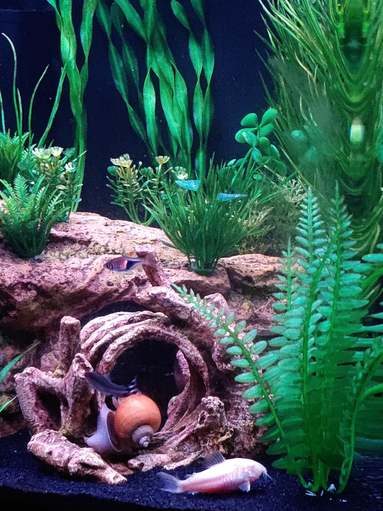 Coralife BioCube, Aquarium Kit, Nano Tank, Customizable LED Lighting, for Saltwater and Freshwater Environments, 16 Gallons customer photo 2