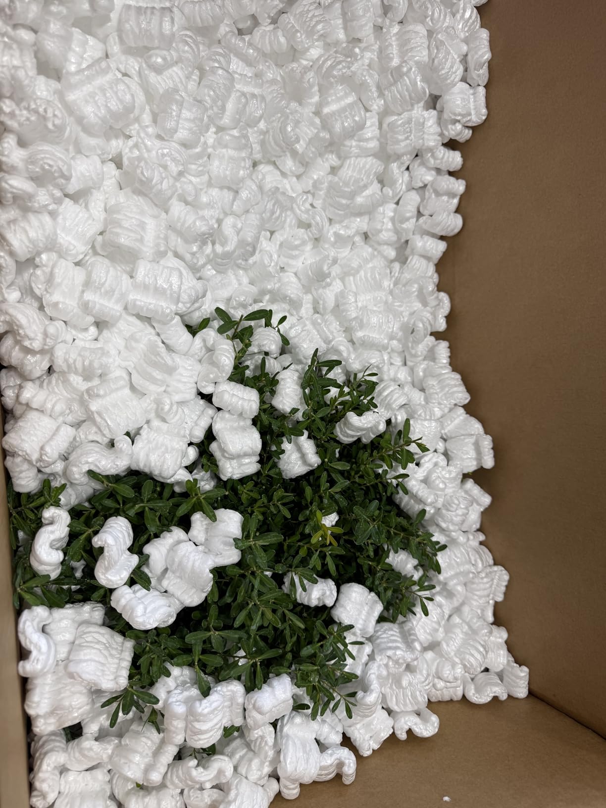 Brussel's Live Harland Boxwood Outdoor Bonsai Tree - 8 Years Old; 10