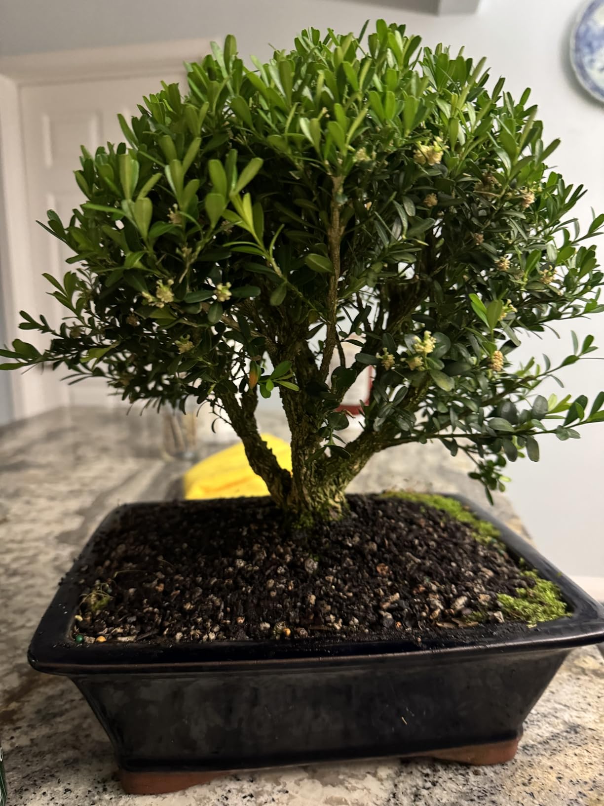 Brussel's Live Harland Boxwood Outdoor Bonsai Tree - 8 Years Old; 10