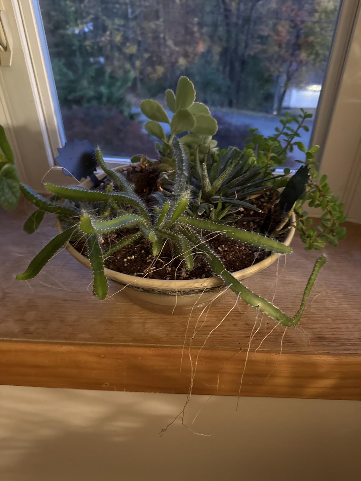 Classic Home and Garden Corinthian Shallow Planter with Drainage - Decorative Garden Bowl Planter for Succulents, Flowers, & More - UV Resistant Wide Plant Bowl for Indoors/Outdoors (12