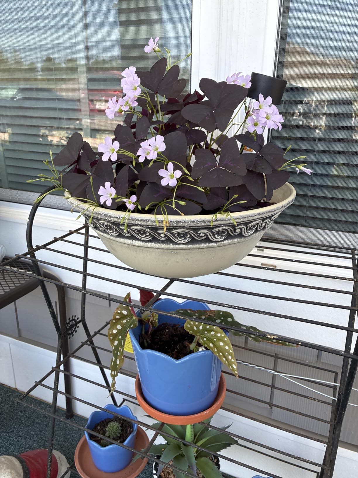 Classic Home and Garden Corinthian Shallow Planter with Drainage - Decorative Garden Bowl Planter for Succulents, Flowers, & More - UV Resistant Wide Plant Bowl for Indoors/Outdoors (12