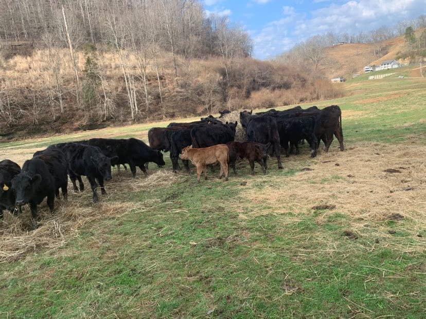 SellEton SL-WB Weigh Beam System Livestock Scale Weigh Bars Chute Scale Cattle Scale Portable Scale Animal Scale - Size: 48 L 5,000 lb x 1lb customer photo 1