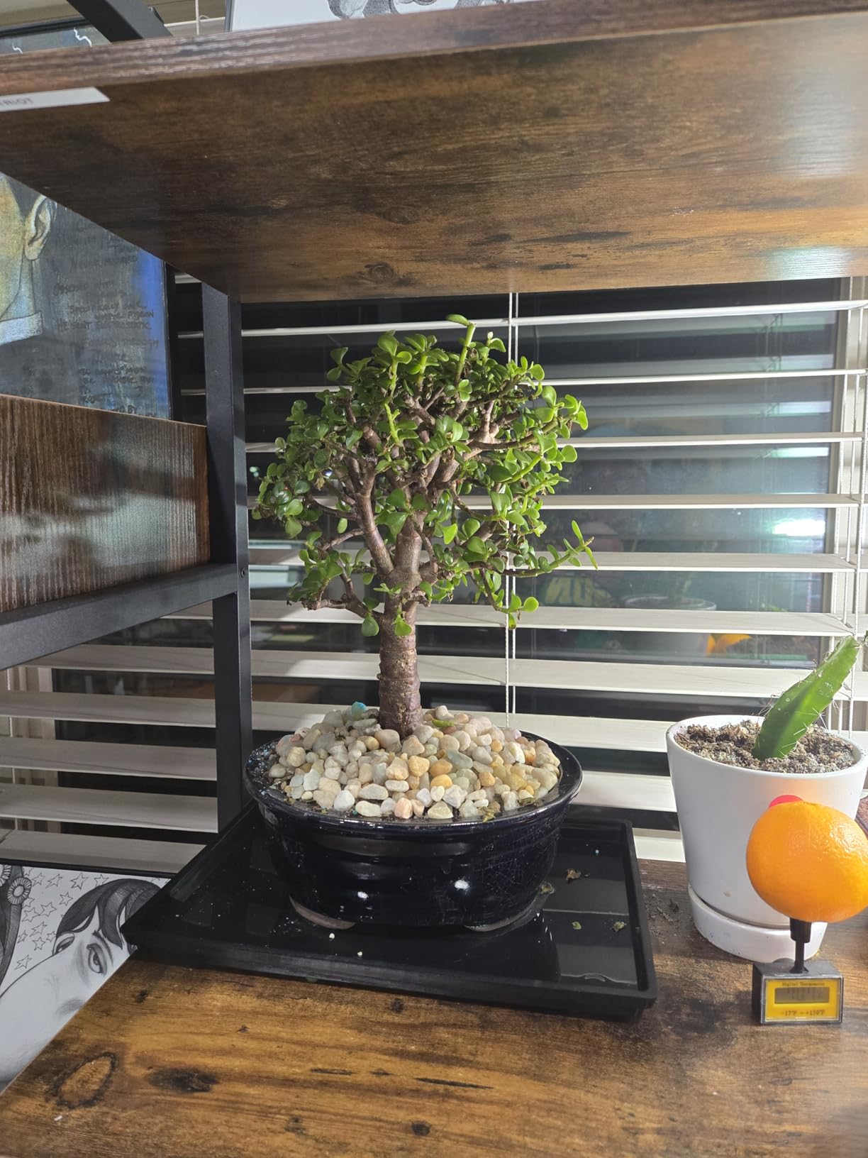 Brussel's Live Dwarf Jade Indoor Bonsai Tree - 5 Years Old; 8