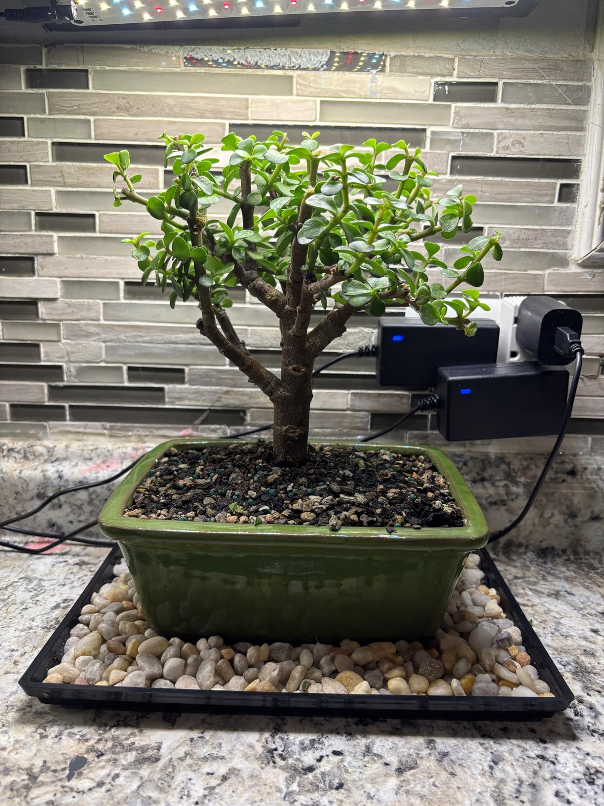 Brussel's Live Dwarf Jade Indoor Bonsai Tree - 5 Years Old; 8