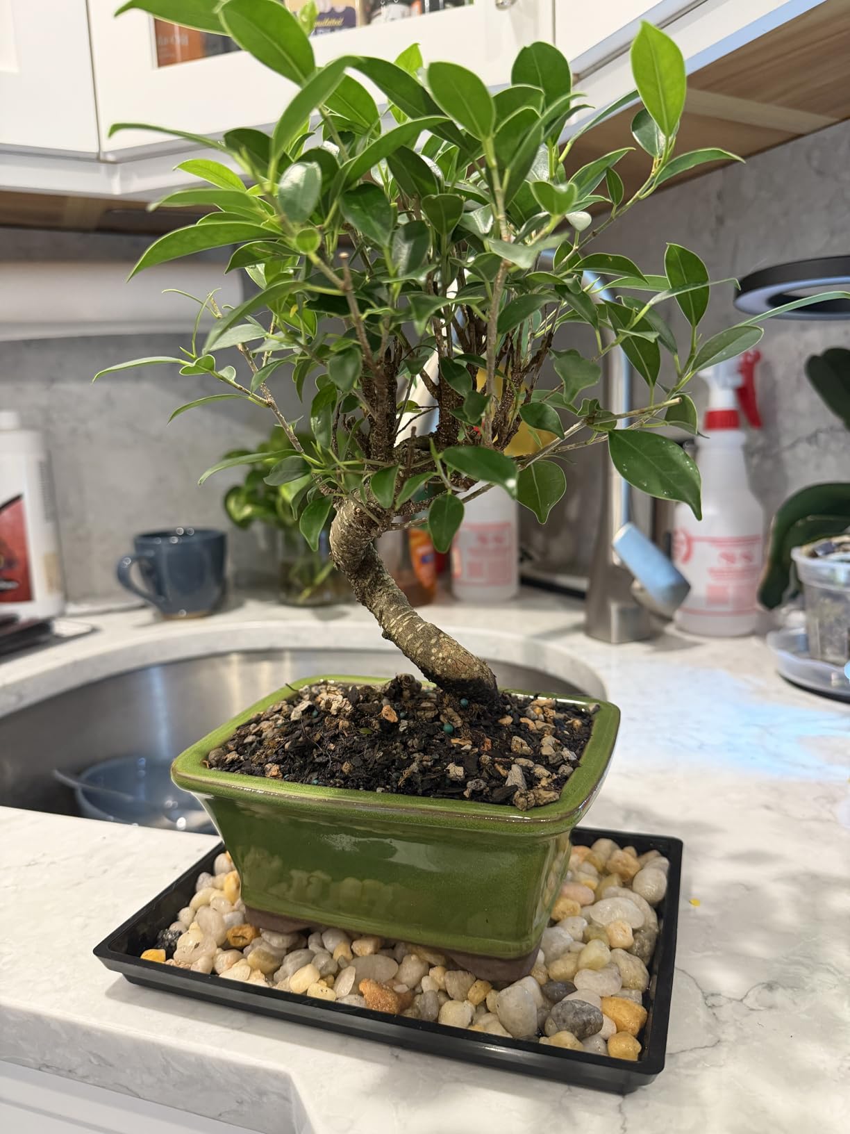 Brussel's Bonsai Live Golden Gate Ficus Indoor Bonsai Tree - Small, 4 Years Old, 5 to 8 In - Live Bonsai Tree in Ceramic Bonsai Pot with Humidity Tray customer photo 1