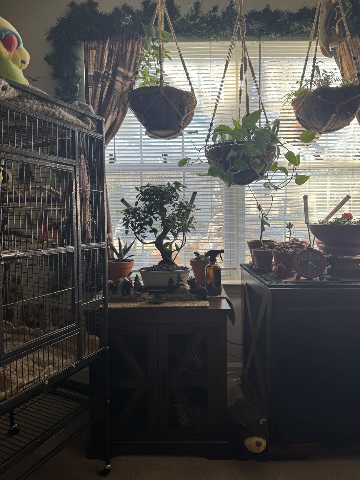 Brussel's Bonsai Live Golden Gate Ficus Indoor Bonsai Tree - Small, 4 Years Old, 5 to 8 In - Live Bonsai Tree in Ceramic Bonsai Pot with Humidity Tray customer photo 2