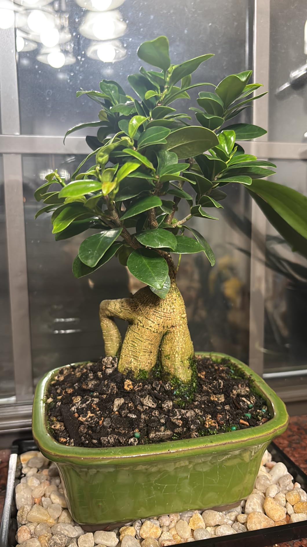 Brussel's Bonsai Live Ginseng Grafted Ficus Indoor Bonsai Tree - Medium, 6 Year, 8 to 12 In - Live Bonsai Tree in Ceramic Bonsai Pot and Humidity Tray customer photo 1